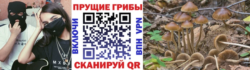 Галлюциногенные грибы прущие грибы Сухиничи